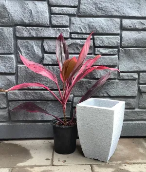 Modern Square Planter